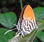 Butterfly photo